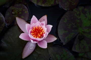 Bright waterlily in dark water  © Doreen