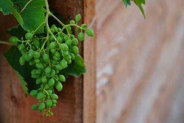 Green wine behind a wooden corner 