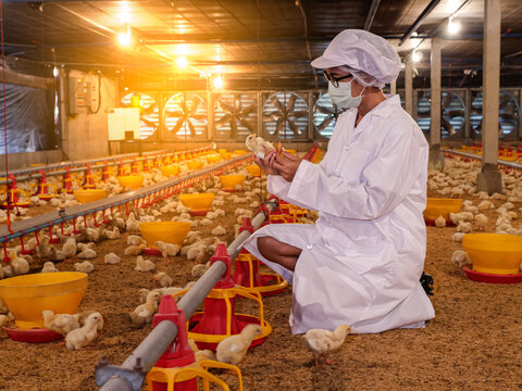 The woman checking the baby chicken