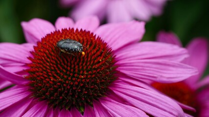 Bug on flower in summer Macro