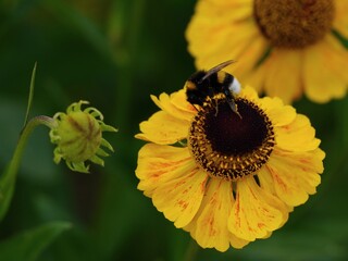 Bumble bee on a yellow flower