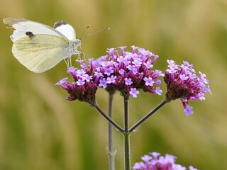 Butterfly on a flower enjoying  the sun