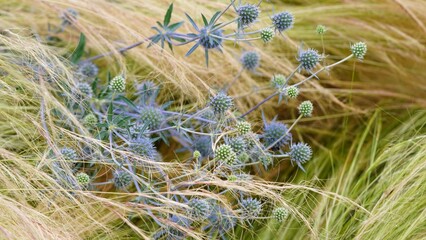 Wild mixture on a summer field