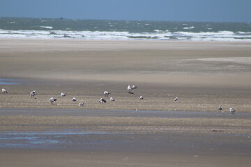 Bird Landscape Lençóis Maranheses Brazil