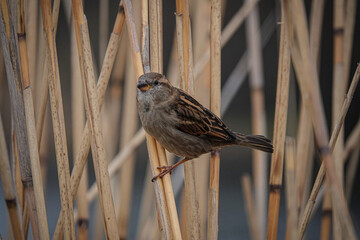 Berliner Spatz im Schilf