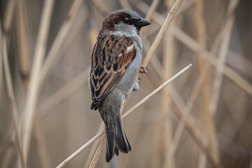 Berliner Spatz im Schilf