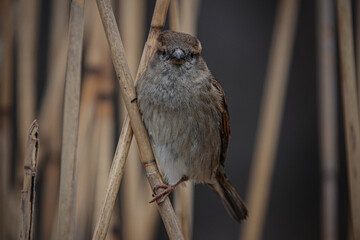 Berliner Spatz im Schilf