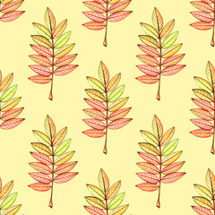 Fototapeta na wymiar Seamless pattern rowan leaves. Autumn background. Hand drawn watercolor colored pencils illustration.