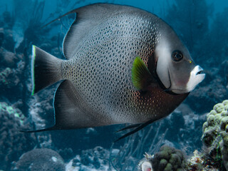 Gray angelfish (Pomacanthus arcuatus) in the Exuma Cays, Bahamas © Erin Westgate