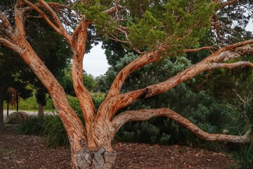 Australien tree background