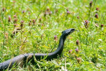 grass snake (Natrix natrix) in nature. grass snake (Natrix natrix), sometimes called the ringed snake or water snake