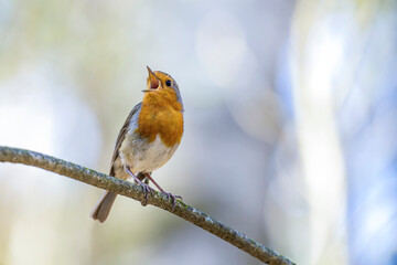 European robin (Erithacus rubecula) singing in spring forest with beautiful bokeh background....