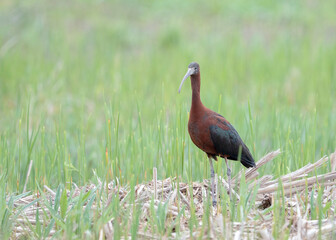 The glossy ibis (Plegadis falcinellus) is a water bird in the ibis and spoonbill family Threskiornithidae. Glossy ibis (Plegadis falcinellus) in natural habitat.
