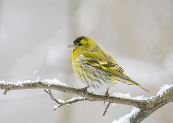 The Eurasian siskin (Spinus spinus) is a small passerine bird in the finch family Fringillidae. A male common siskin sits on a snowy branch in winter.