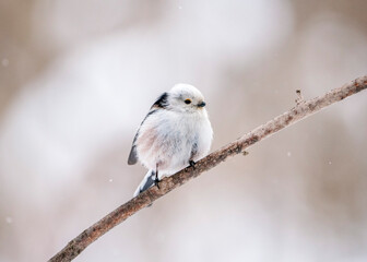 The long-tailed tit (Aegithalos caudatus), also named long-tailed bushtit, is a bird found throughout Europe. long-tailed tit (Aegithalos caudatus) on a branch in winter.