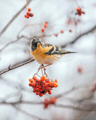 brambling (Fringilla montifringilla) is a small passerine bird in the finch family Fringillidae. A male brambling sits on a rowan branch in an autumn setting.