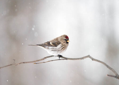 The common redpoll or mealy redpoll (Acanthis flammea) is a species of bird in the Fringillidae family. A male common redpoll on a snowy winter day.