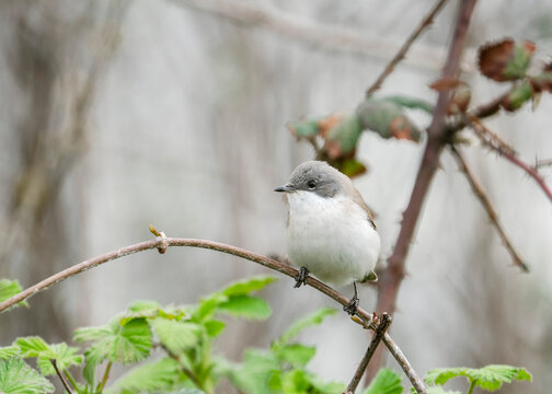 The lesser whitethroat (Sylvia curruca) in nature. The lesser whitethroat (Curruca curruca) is a common and widespread typical warbler which breeds in temperate Europe.

