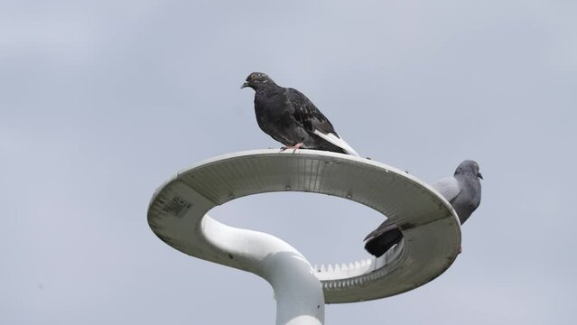 bird on a street lamp