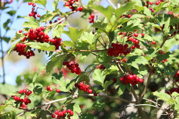 red berries on a tree