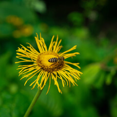 Bee on a yellow flower