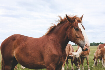 A heavy draft horse, horses with foals grazing in a meadow. A beautiful animal in the field in summer. A herd of horses in nature.	