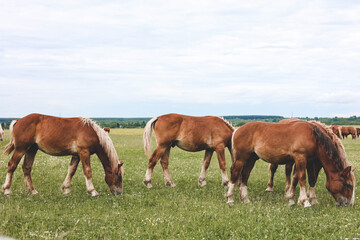 A heavy draft horse, horses with foals grazing in a meadow. A beautiful animal in the field in...