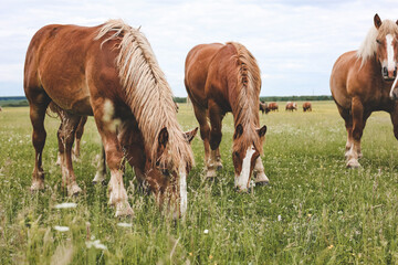 A heavy draft horse, horses with foals grazing in a meadow. A beautiful animal in the field in summer. A herd of horses in nature.	