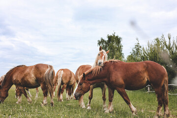 Obraz premium A heavy draft horse, horses with foals grazing in a meadow. A beautiful animal in the field in summer. A herd of horses in nature. 