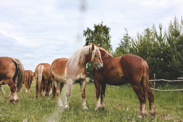 Fototapeta na wymiar A heavy draft horse, horses with foals grazing in a meadow. A beautiful animal in the field in summer. A herd of horses in nature. 
