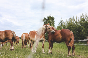 Naklejka na ściany i meble A heavy draft horse, horses with foals grazing in a meadow. A beautiful animal in the field in summer. A herd of horses in nature. 
