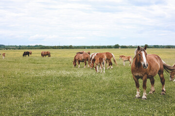 Fototapeta na wymiar A heavy draft horse, horses with foals grazing in a meadow. A beautiful animal in the field in summer. A herd of horses in nature.