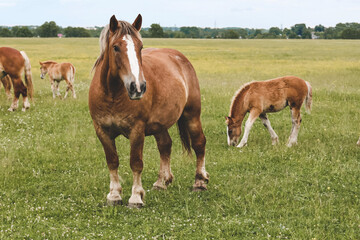 Fototapeta premium A heavy draft horse, horses with foals grazing in a meadow. A beautiful animal in the field in summer. A herd of horses in nature.
