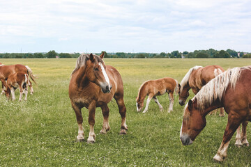 Fototapeta premium A heavy draft horse, horses with foals grazing in a meadow. A beautiful animal in the field in summer. A herd of horses in nature.