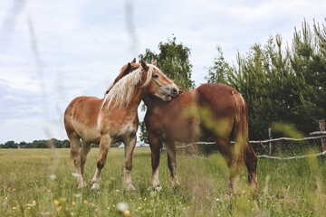 Obraz premium A heavy draft horse, horses with foals grazing in a meadow. A beautiful animal in the field in summer. A herd of horses in nature.