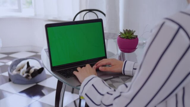 freelancer sitting at a table typing on keyboard laptop with green screen on the background cute dog