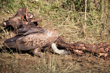 African white-backed vulture feeding on the remains of an African giraffe's head in the dense African savannah, these scavenging birds watch from the trees for kills.