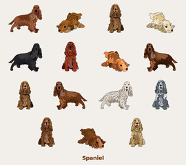 Cocker Spaniel breed, dog pedigree drawing. Cute dog characters in various poses, designs for prints adorable and cute English Cocker Spaniel cartoon vector set, in different poses. - obrazy, fototapety, plakaty