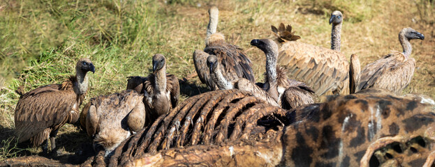 Panoramic view of African white-backed vultures eating the remains of a giraffe in the African savannah, these birds are carnivores and scavengers that are attentive to the dead.