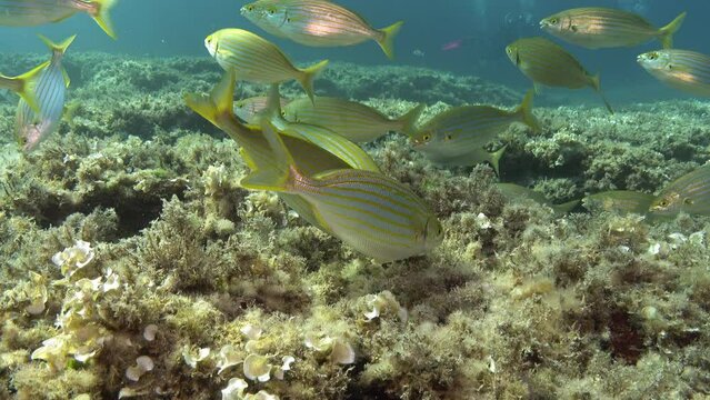 Mediterranean gold banded fihs shoal in shallow water