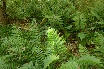A close up of wild ferns in a forest with light filtering through the trees.