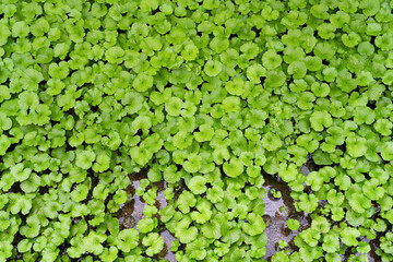 静岡県伊豆市筏場のわさび田