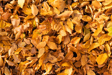 Carpet of yellow autumn leaves.