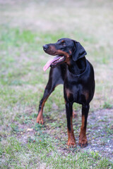 Big black attentive doberman.Soft focus. Beautiful dog. Concept of healthy pets lifestyle, Walking, friendship Activity and Leisure.