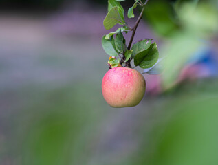 Shiny delicious apples hanging from a tree branch ready to collect.  Fruit harvest. Healthy food. Dietician concept. 