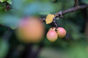 Shiny delicious apples hanging from a tree branch ready to collect.  Fruit harvest. Healthy food. Dietician concept. 