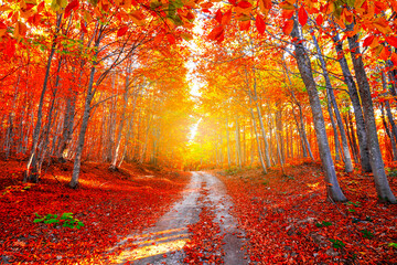 Kleurrijke bomen en herfstlandschap in het bos. herfstkleuren in het bos. kleurrijke bladeren van de herfst in de natuur. herfstseizoen in japan. fel licht van de zon in het herfstbos.