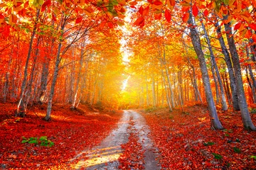 Fototapete Rot Bunte Bäume und Herbstlandschaft im Wald. Herbstfarben im Wald. bunte blätter des herbstes in der natur. Herbstsaison in Japan. helles licht der sonne im herbstwald.