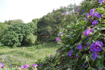 Fleurs violettes dans un grand buisson, à côté d'une grande pelouse bien entretenue et du...
