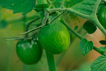 green tomatoes grow in a greenhouse on an organic farm, Food and nature. Pattern, wallpaper, banner, cover, mockup, for design, food industry
